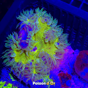 Epicystis crucifer Groen(5 -6 cm) 39,50 € Poissondor