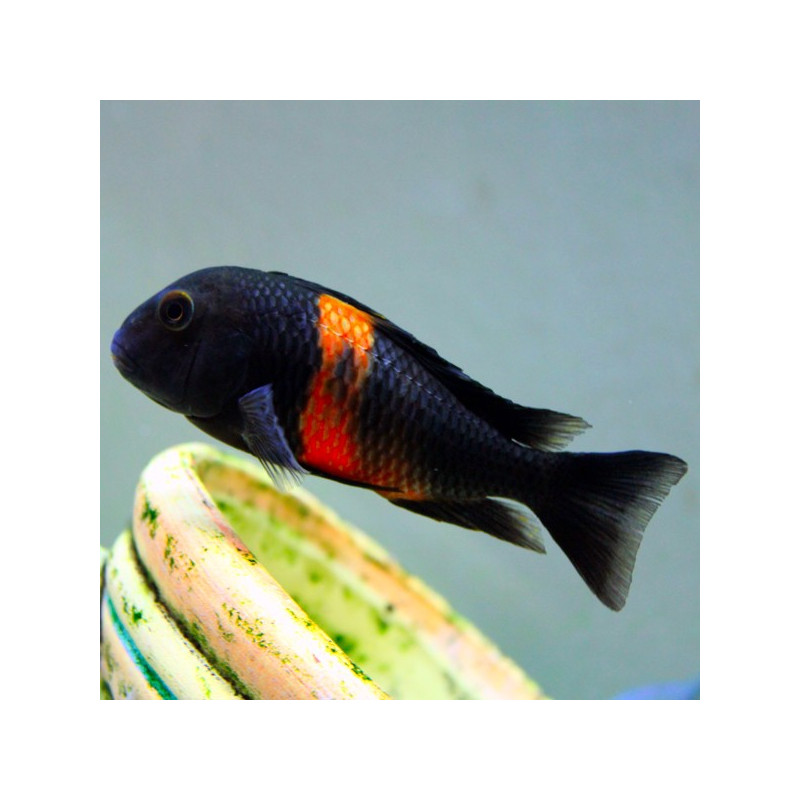 Tropheus Moorii Orange Bemba 5-6cm lot de 5 Tropheus Moorii Orange Bemba 5-6cm lot de 5