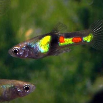Guppys Endler - Poecilia Wingei El Tigre campoma le couple