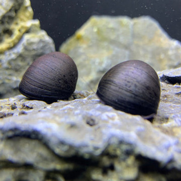 Neritina  pulligera (escargots mangeur d'algues d'eau douce)