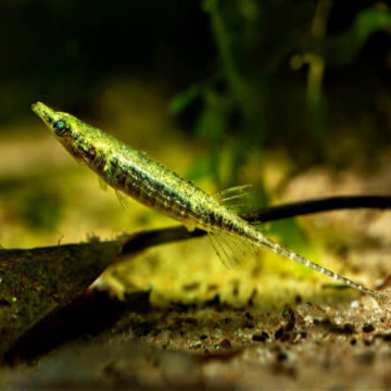 indostommus paradoxus set van 5