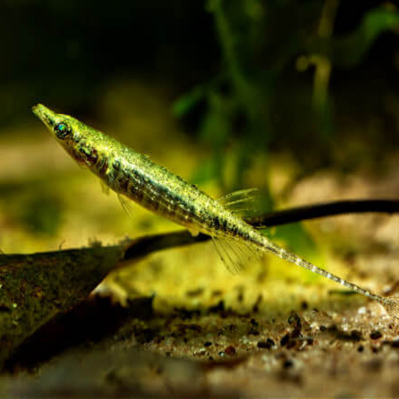 indostommus paradoxus set van 5