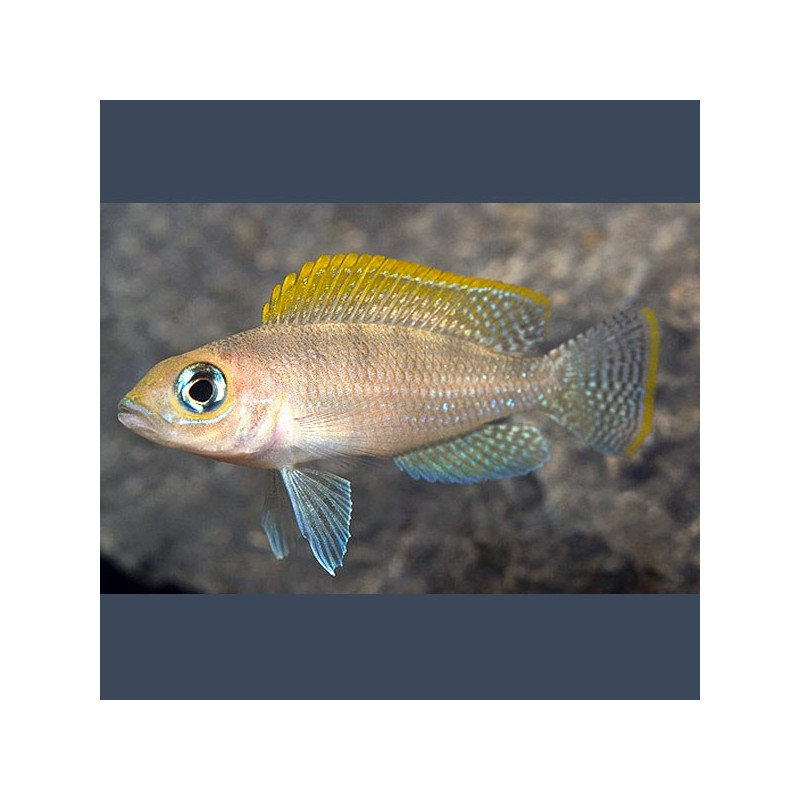 Neolamprologus Caudopunctatus Red Fin 3-4cm Neolamprologus Caudopunctatus Red Fin 3-4cm