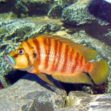 Altolamprologus compressiceps Red