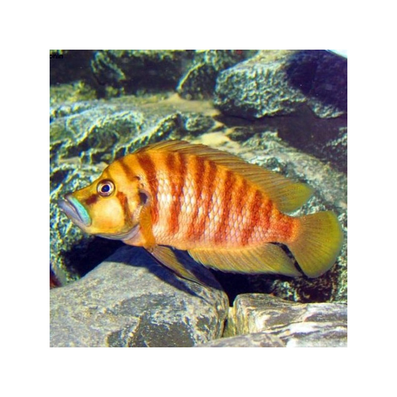 Altolamprologus compressiceps Red