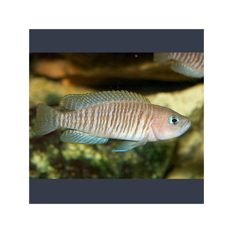 Neolamprologus multifasciatus 2-3cm Neolamprologus multifasciatus 2-3cm