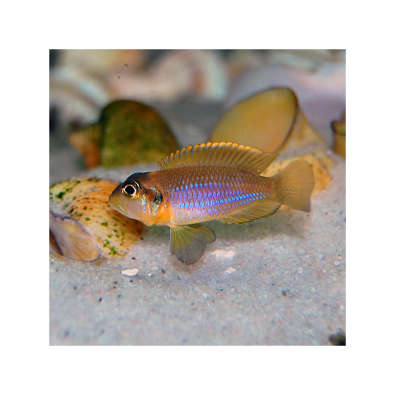 Lamprologus Ocellatus 2-3cm Lamprologus Ocellatus 2-3cm