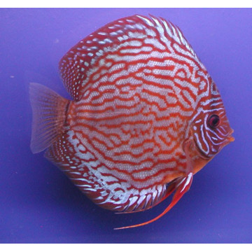 Discus Rood Turquoise Stendker Duitse kweek 8-9 cm