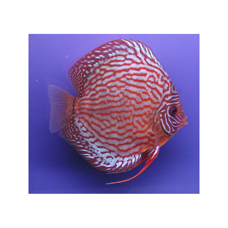Discus Rood Turquoise Stendker Duitse kweek 8-9 cm