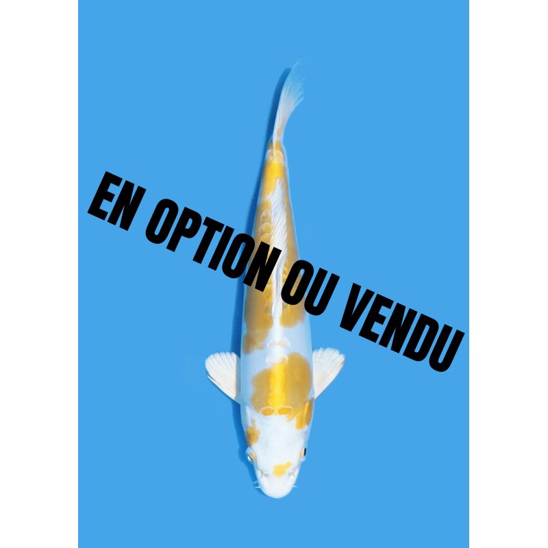 Koï Japon Nisai Kohaku Femelle eleveur Himitsu +-45cm