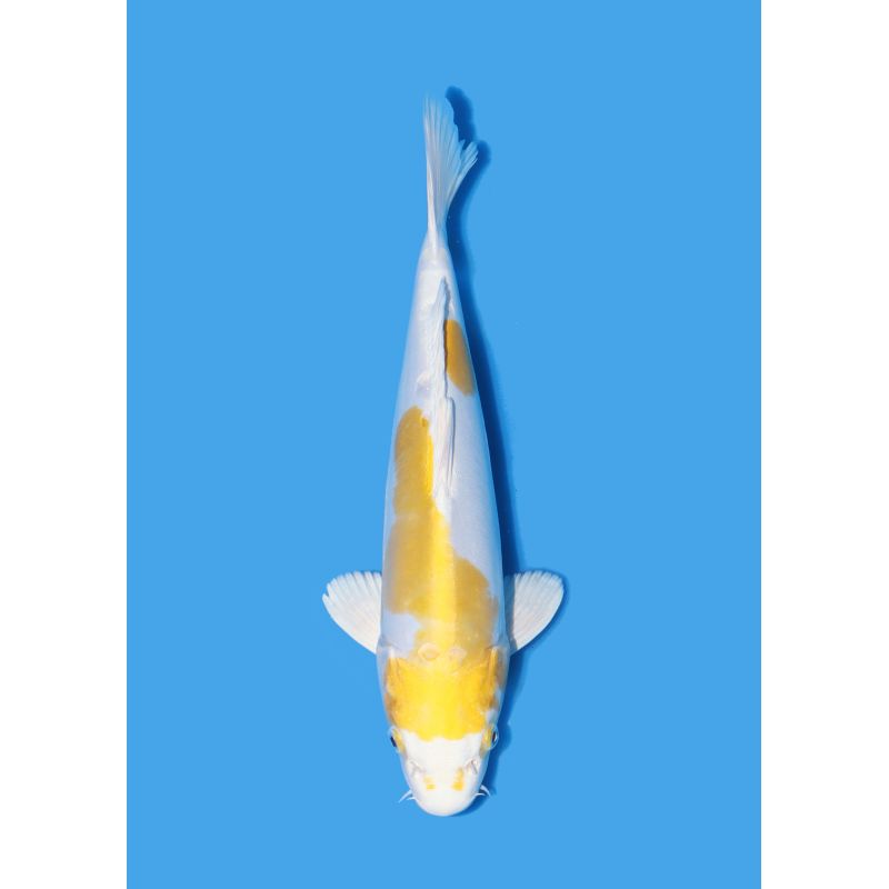 Koï Japon Nisai Doitsu Hariwake eleveur Yamazaki 25-30cm