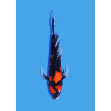 Koï Japon Nisai Kohaku Femelle eleveur Himitsu +-45cm