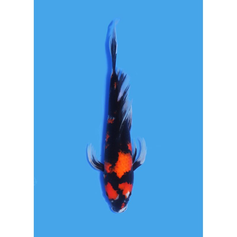 Koï Japon Nisai Showa Voilée eleveur Suda +-35cm