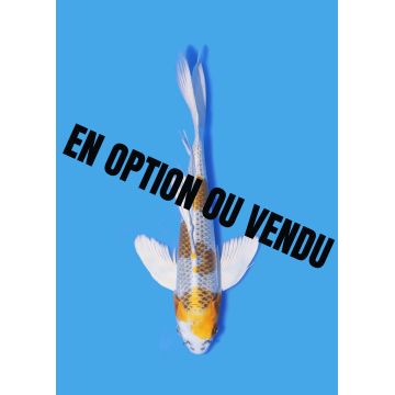 Koï Japon Nisai Kujaku Voilée eleveur Suda +-35cm
