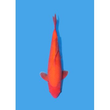 Koï Japon Nisai Doitsu Benigoi eleveur Maruhiro +-35cm