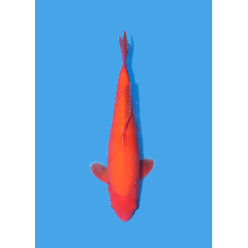 Koï Japon Nisai Doitsu Benigoi eleveur Maruhiro +-35cm