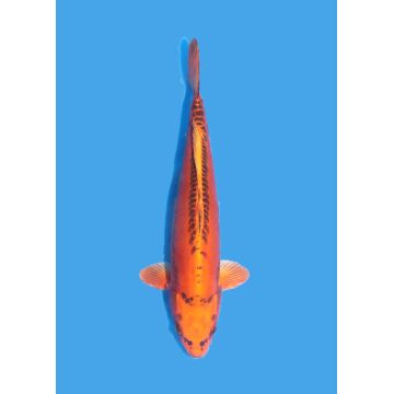 Koï Japon Nisai Mizuo Ogon eleveur Maruhiro +-35cm