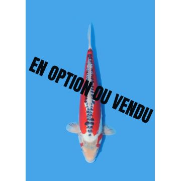 Koï Japon Nisai Shusui eleveur Maruhiro +-35cm