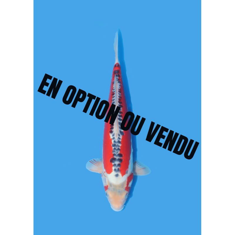 Koï Japon Nisai Kohaku Femelle eleveur Himitsu +-45cm