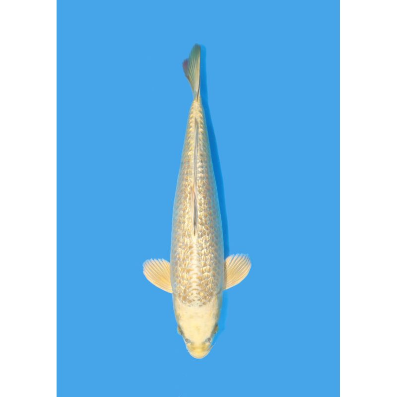 Koï Japon Nisai Ginrin Mukashi eleveur Maruhiro +-35cm
