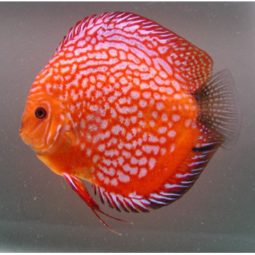 Discus Pigeon blood rood Stendker Duitse kweek 8-9 cm