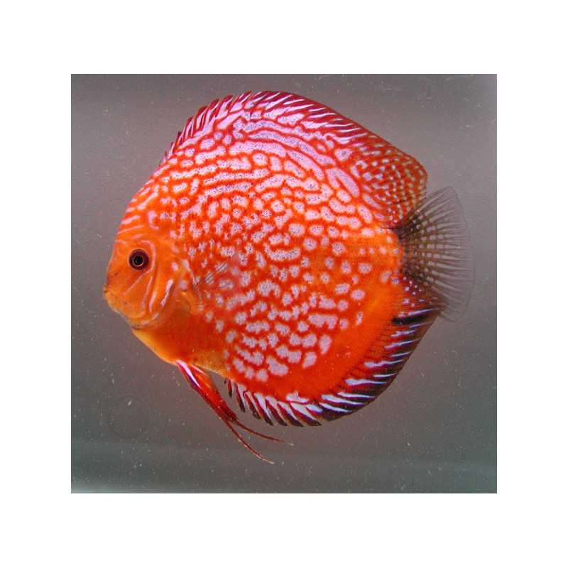 Discus Pigeon blood rood Stendker Duitse kweek 8-9 cm