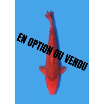 Koï Japon Nisai Kohaku Femelle eleveur Himitsu +-45cm