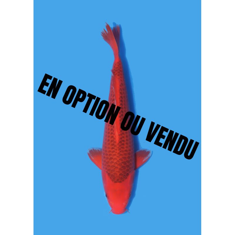 Koï Japon Nisai Kohaku Femelle eleveur Himitsu +-45cm