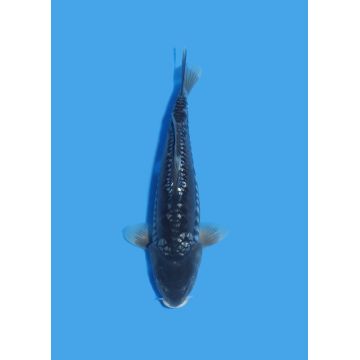 Koï Japon Nisai Mini Godzilla eleveur Kano 35-40cm