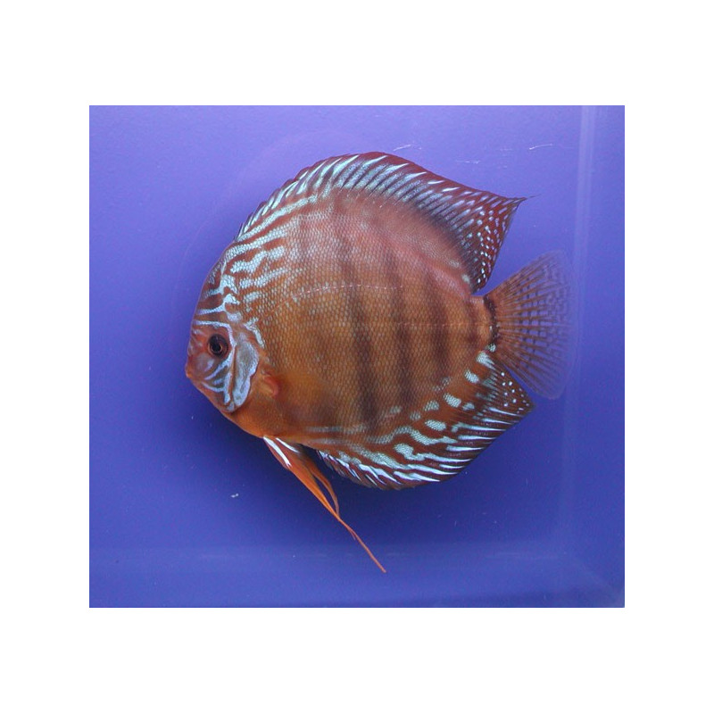 Discus Alenquer Stendker d'élevage Allemand 5cm lot de 2 Discus Alenquer Stendker d'élevage Allemand 5cm lot de 2