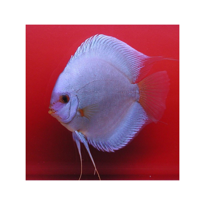 Discus Diamants bleus 5cm Stendker d'élevage Allemand lot de 2