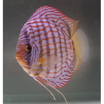 Discus Turquoise Brillant 5cm
