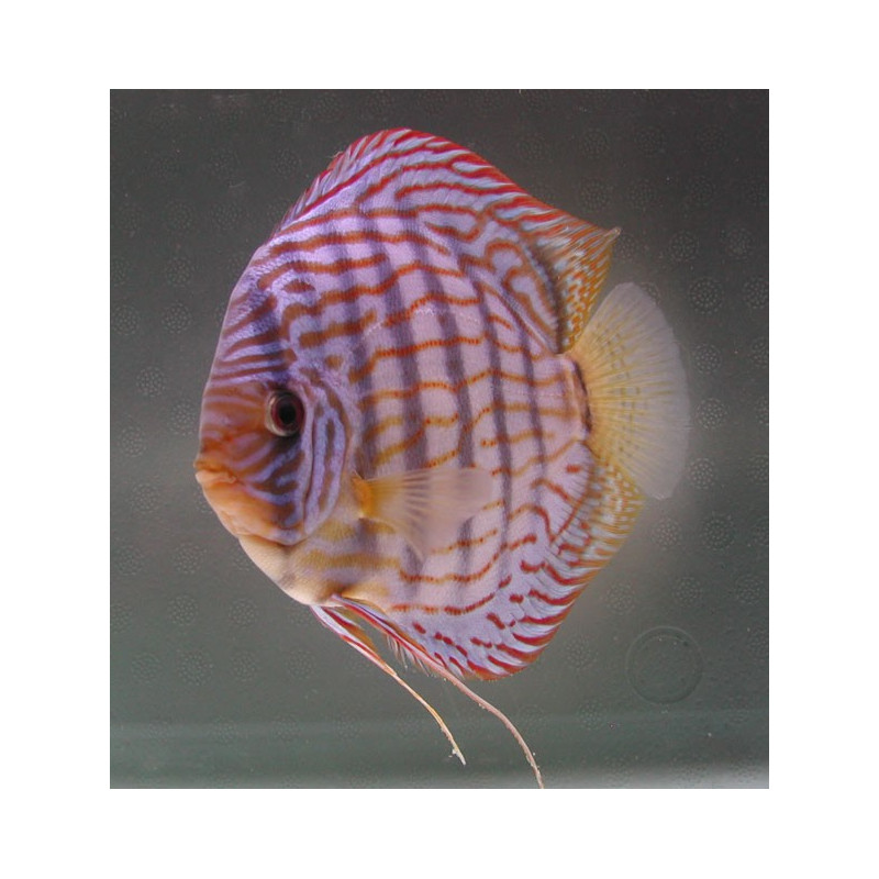 Discus Turquoise Brillant 5cm