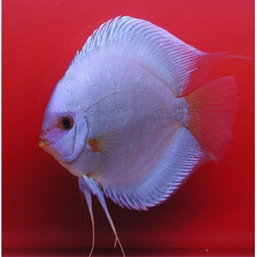 Discus Diamants bleus Stendker d'élevage Allemand 6-7 cm le lot de 2