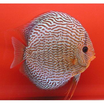 Discus Snake Skin rood Stendker Duitse kweek 8-9 cm