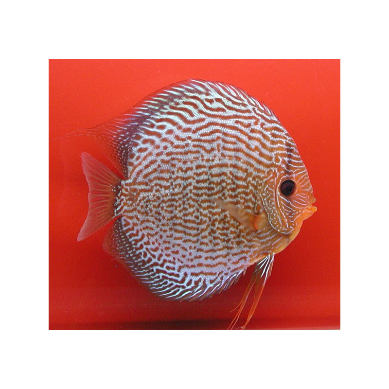 Discus Snake Skin rood Stendker Duitse kweek 10-11 cm