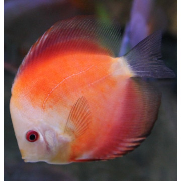 Discus Marlboro white face 10-11 cm
