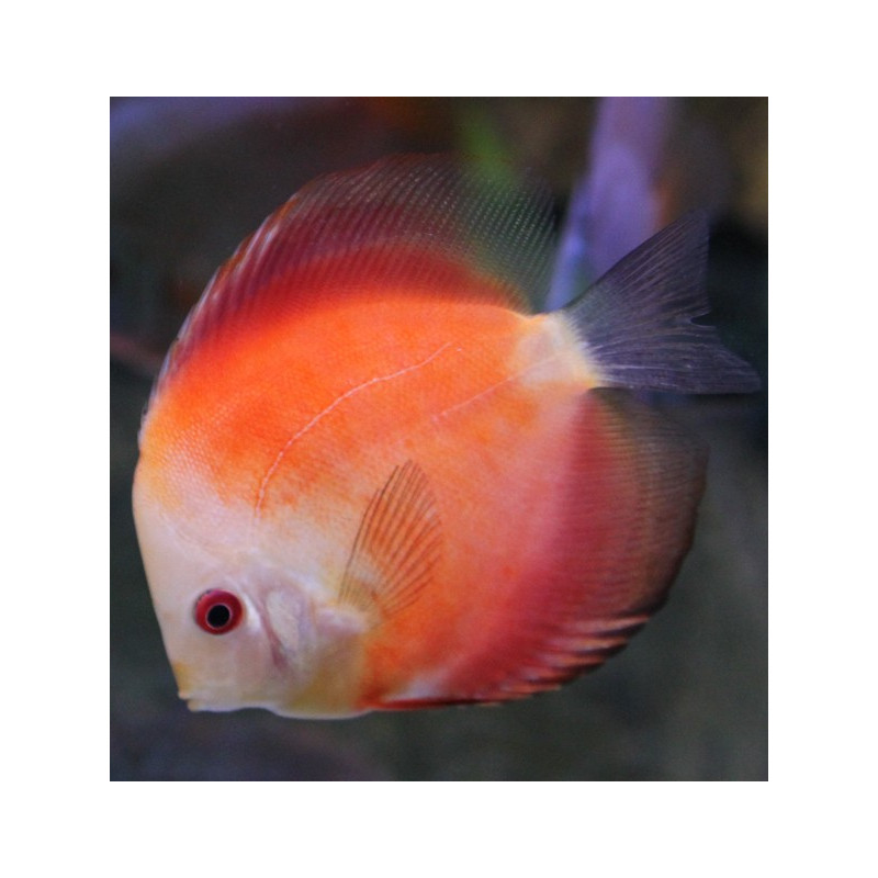 Discus Marlboro white face 10-11 cm