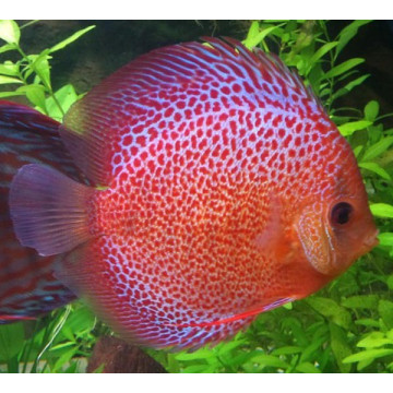 Discus Snake skin Stendker d'élevage Allemand 15 cm