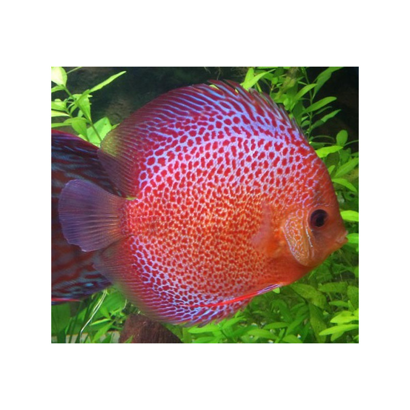 Discus Snake skin Stendker d'élevage Allemand 15 cm