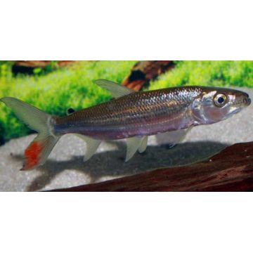 Hydrocynus goliath (Poisson tigre goliath) 10-15cm