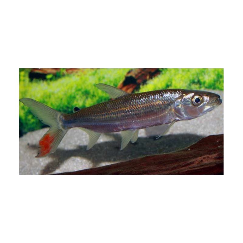 Hydrocynus goliath (Poisson tigre goliath) 10-15cm