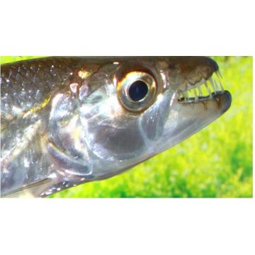 Hydrocynus goliath (Poisson tigre goliath) 10-15cm 147,50 €