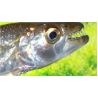 Hydrocynus goliath (Poisson tigre goliath) 10-15cm 147,50 €
