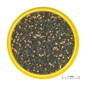 JBL PRONOVO GUPPY GRANO S CLICK