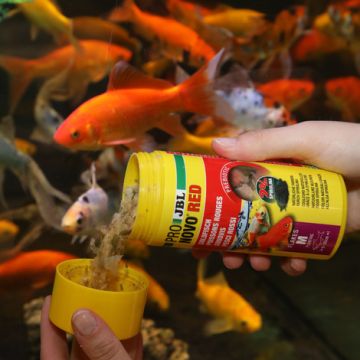 JBL PRONOVO RED FLAKES M Aliment de base en flocons, taille M, pour poissons rouges de 8 à 20 cm 750ml
