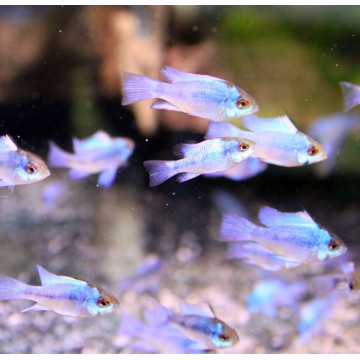 Apistogramma-Ramirezi Electric Blauw 