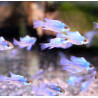 Apistogramma-Ramirezi bleu électrique set van 4