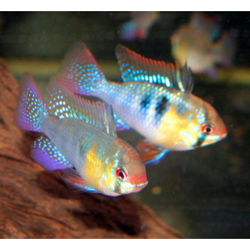 Apistogramma -Mikrogeophagus Ramirezi 3-4 cm 