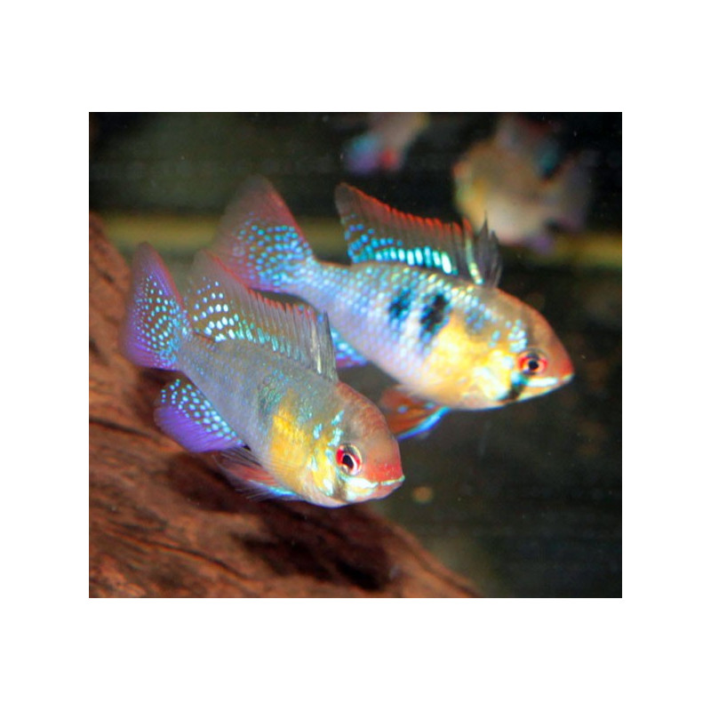 Apistogramma -Mikrogeophagus Ramirezi 3-4 cm le lot de 4